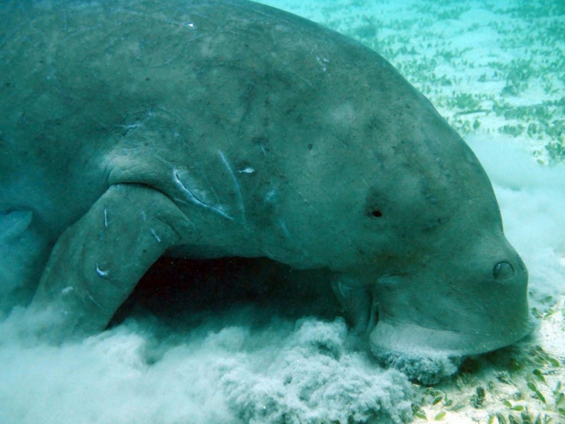  Dugongs Declared 'Functionally Extinct' in China: What Happened to These Gentle Sea Cows?