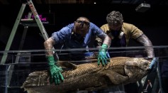 FRANCE-SCIENCE-OCEANS-BIOLOGY-ANIMALS-MUSEUM-EXHIBITION