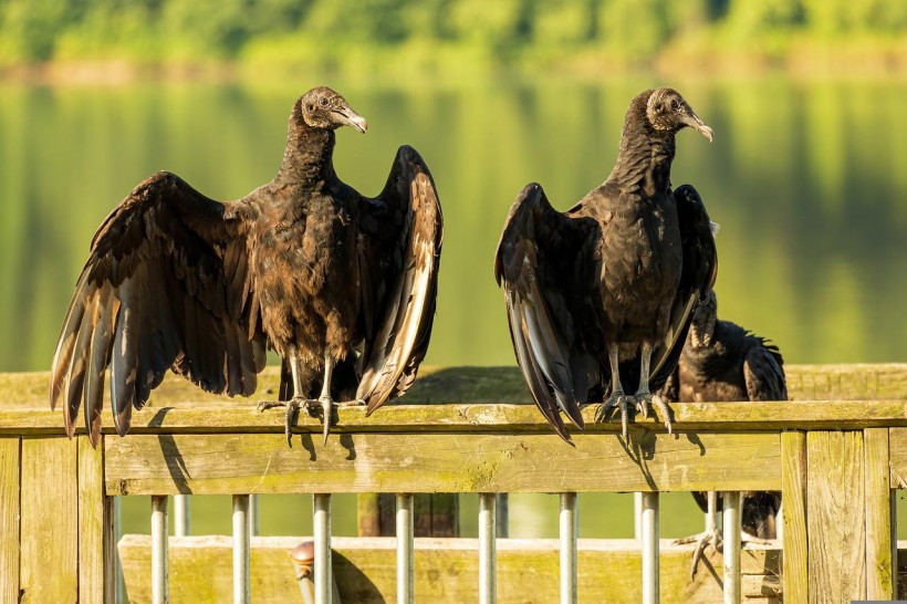  Over 700 Black Vultures at a Georgia Sanctuary Died Due to a Bird Flu Outbreak