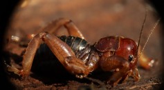 Mysterious Hawaiian Cricket Lives on Hardened Lava Flow, Considered the First of Its Kind