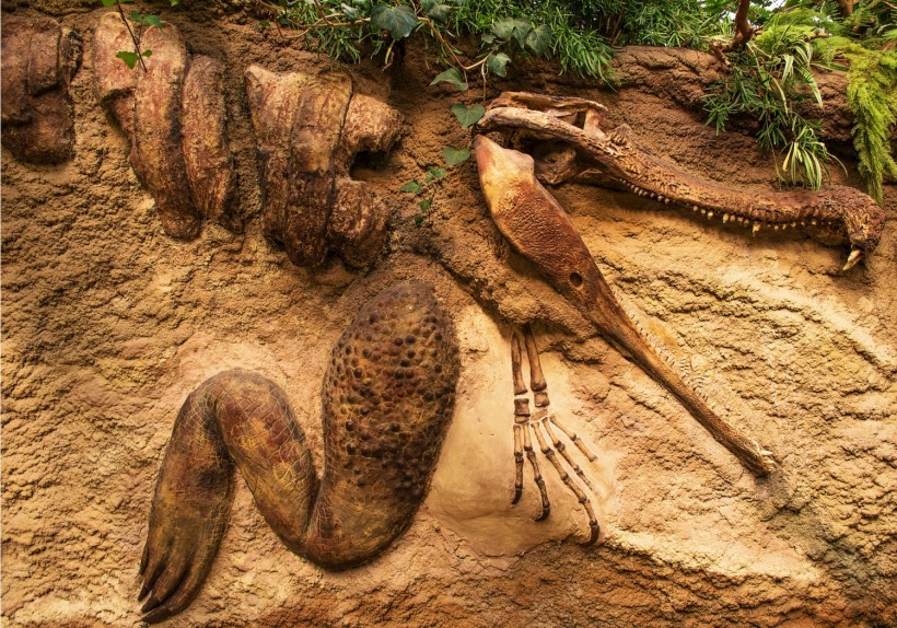Fossil Sandstone Ancient Crocodile
