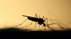  West Nile Virus: Greece Confirms 123 Cases, 11 Related Deaths While Illinois Reports First Death Case