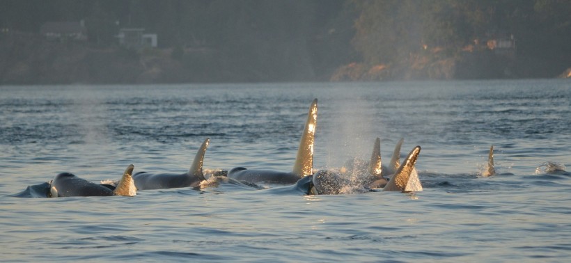  Pod of Orcas Filmed Swimming So Close to a Family of Boaters in Canada