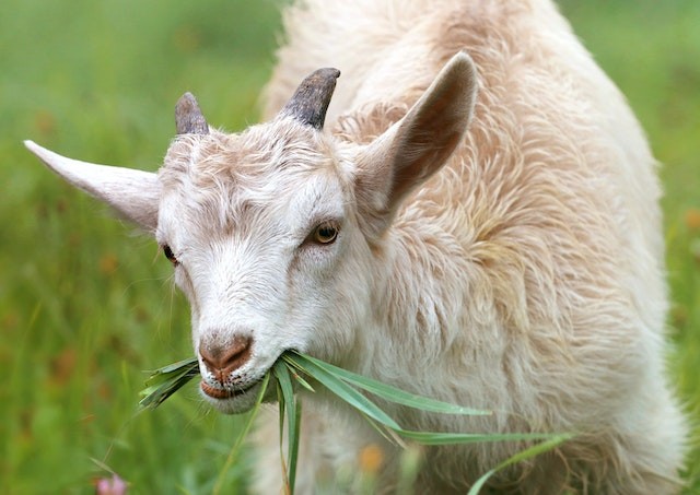 Parasite in Goats 