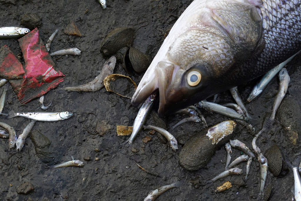dead fish, San Francisco Bay Area, Fish die-off, Lake Merritt, Striped bass...