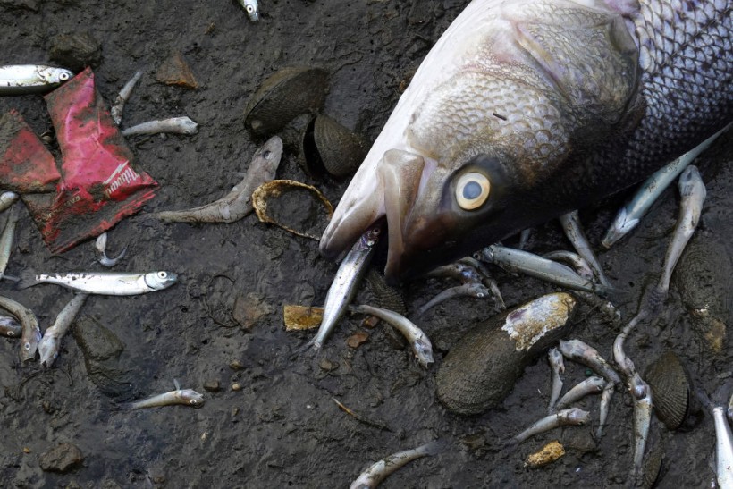 Dead Fish in San Francisco Bay Area