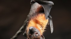  No Clear Evidence of COVID-19 Coming From Bats, Israeli Researchers Argue