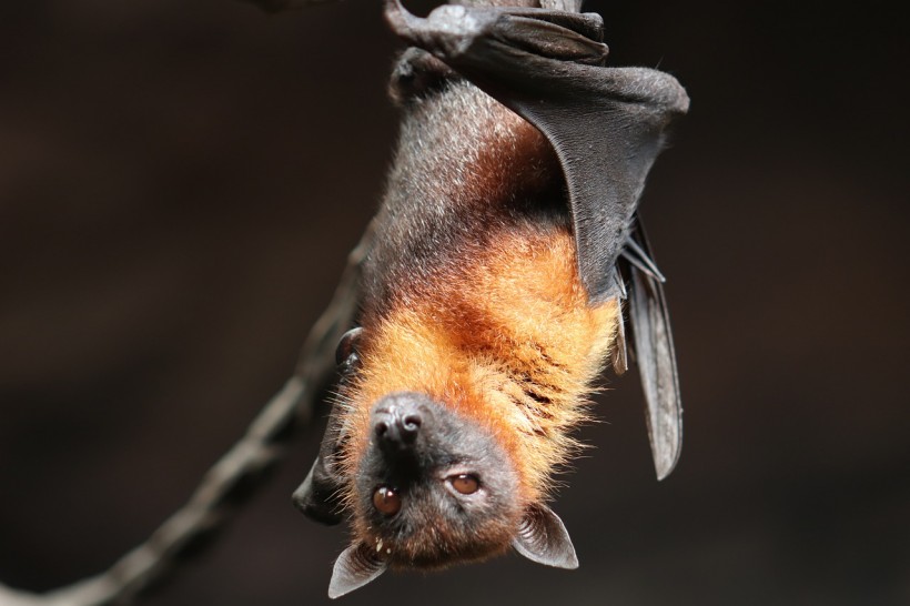  No Clear Evidence of COVID-19 Coming From Bats, Israeli Researchers Argue