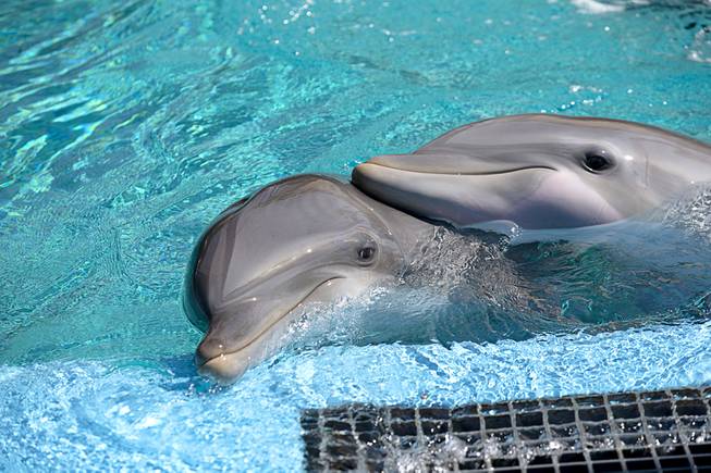 Captive dolphins endure extensive suffering in their tragic lives