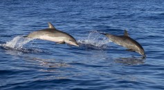  Easy, Fast and Non-Invasive Way of Quick Health Check on Dolphins Also Helps Monitor Status of the Oceans