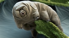 Meet the Tardigrade. Mini water bears that can survive apocalypse? 