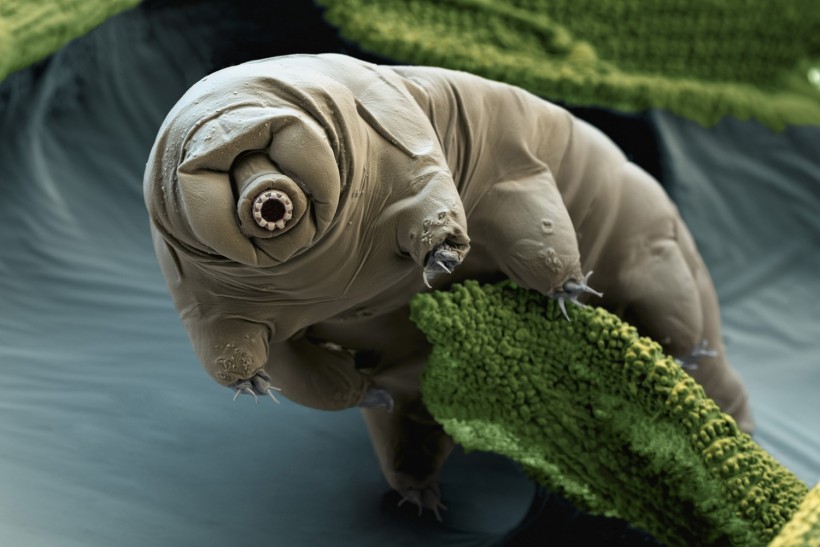 Meet the Tardigrade. Mini water bears that can survive apocalypse? 