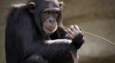  Chimpanzees Use Their Drumming Beats to Communicate With Each Other Even When Kilometers Apart