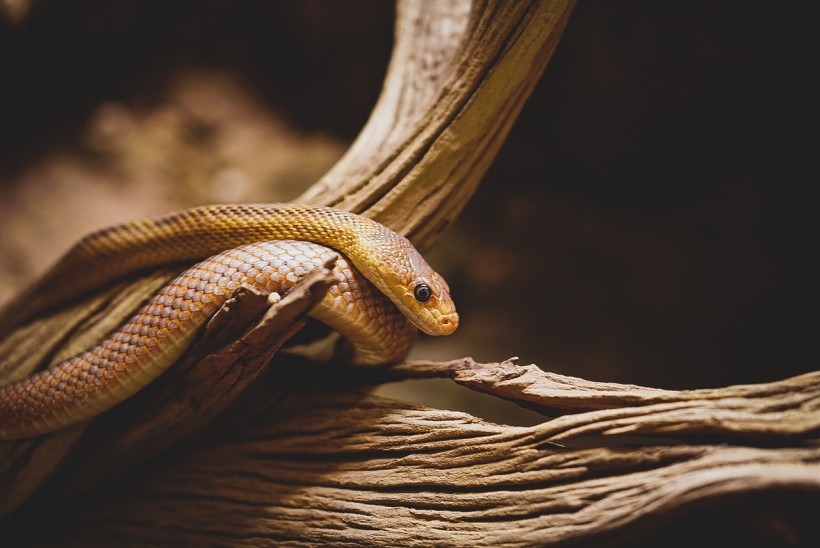  Snake Vs. Giant Centipede: One of America's Rarest Serpent Found Choked to Death By Its Last Meal