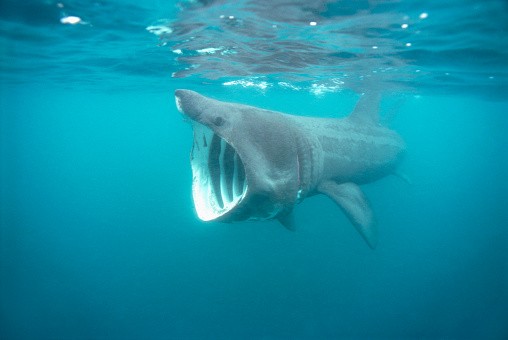 Basking Shark - stock photo