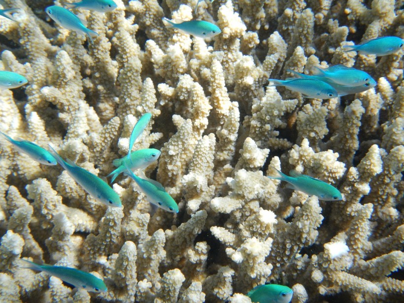 Fish Coral Great Barrier Reef