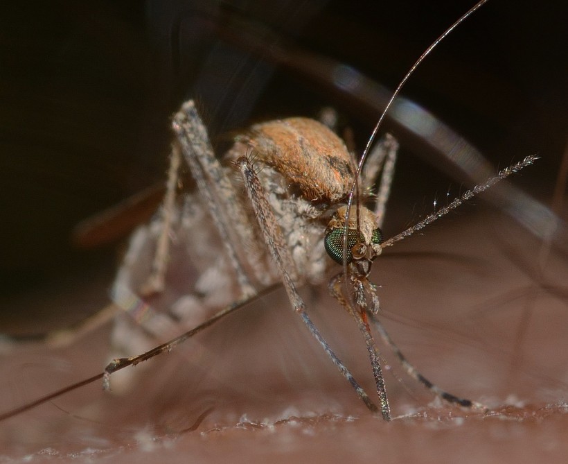  South Carolina Records First West Nile Virus-Related Death This Year, Health Department Confirms