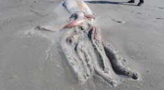 Giant squid on the shore