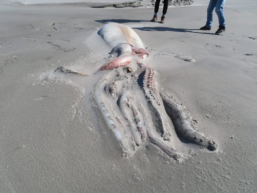Giant squid on the shore