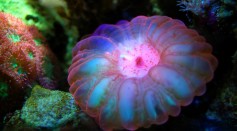 Coral Reef Sea Underwater