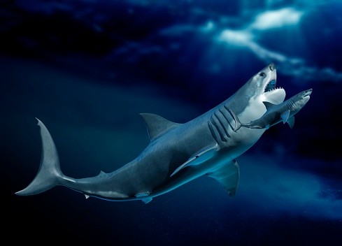 Megalodon and shark, illustration - stock illustration
