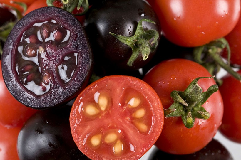 Scientists Engineer Cancer Fighting Purple Tomatoes