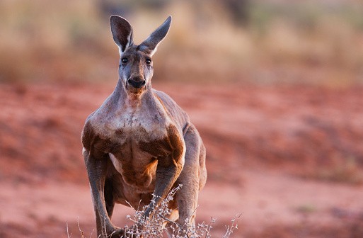 A dominant male red kangaroo hops slowly, close-up. portrait - stock photo