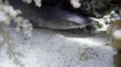  Rare Deep-Sea Shark With Protruding Eyes, Teeth Shocks Fisherman in Australia