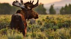 Wildlife in Wyoming - Morning Moose - stock photo