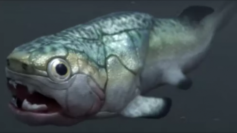 The Gogo Fish