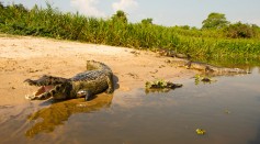 Spectacled Caiman on riverbank in Brazil - stock photo