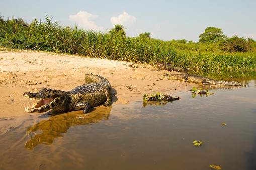 Spectacled Caiman on riverbank in Brazil - stock photo