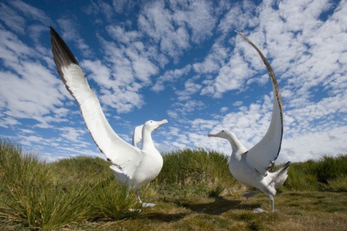 Two wandering albatross (Diomedea exulans) in courtship display - stock photo