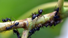  About 20 Quadrillion Ants are Crawling on Earth Based on New Estimates
