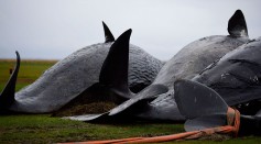 More Dead Sperm Whales Washing Up On German Shores