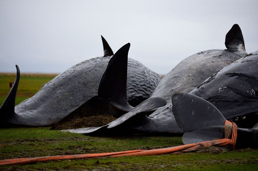 More Dead Sperm Whales Washing Up On German Shores