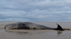 Whale on Beach