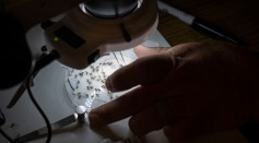 Mosquitoes Engineered to Stop Malaria Spread