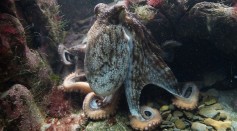  Octopuses Have Preferences on Certain Arms They Use When Hunting to Catch Different Prey