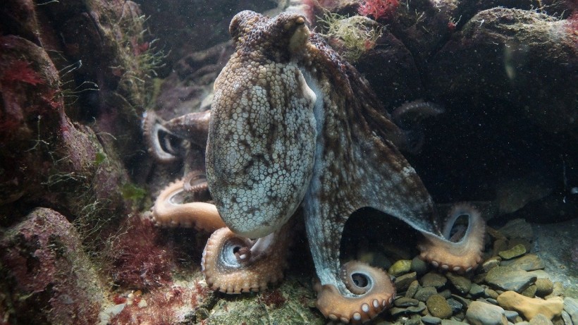  Octopuses Have Preferences on Certain Arms They Use When Hunting to Catch Different Prey