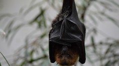  Novel Vaccine-Resistant Virus Found in Russian Bats Could Infect Humans