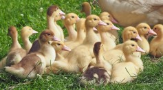 Goslings Poultry