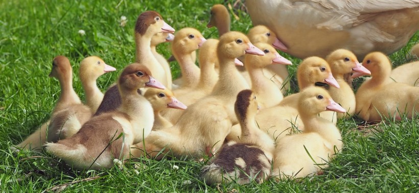 Goslings Poultry