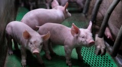 Pigs-Animal Captivity