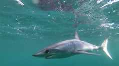  Mako Shark Washed Ashore, Rescued in Brazil: What Could Have Caused the Increased Presence of Sharks in Shallow Waters?