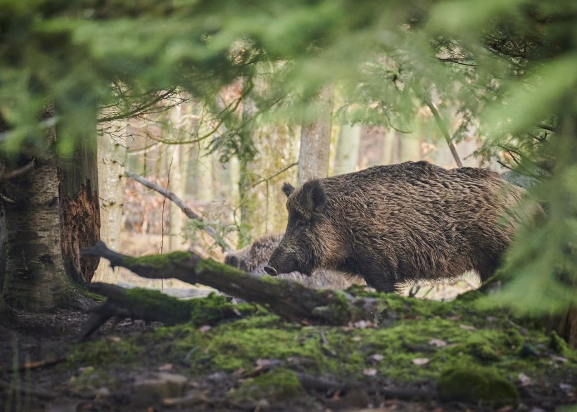 Wild Pigs Tormenting Residents, Destroying Wildlife in New Zealand's Capital Due to an Upsurge in Their Population