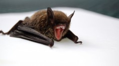  Bat Found in a Home in Oregon Tested Positive: How To Tell if an Animal Is Rabid?