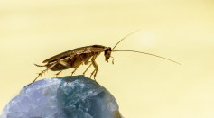  AI-Powered Cockroach Eliminator Could Make Pest Control More Efficient, Humane in the Future