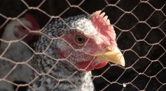 Chicken Enclosure Farm