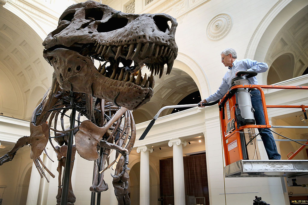 Study casts doubt on the idea of 'big fluffy T. rex